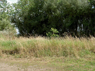 http://lh3.ggpht.com/_FA70qgcwk5M/SlzVqOUmo3I/AAAAAAAAAug/EwPfVYG-uzw/s400/PICT0856.JPG :